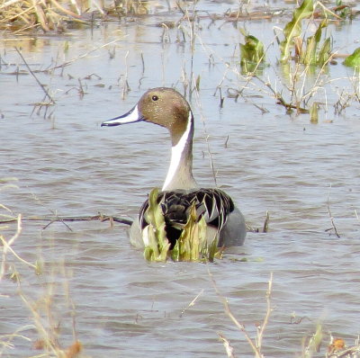 Northern Pintail