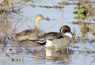 Northern Pintail