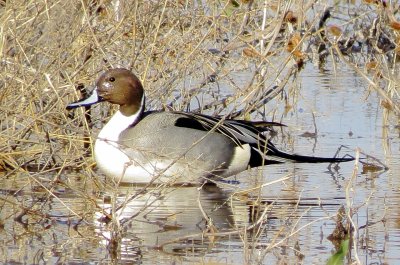 Northern Pintail