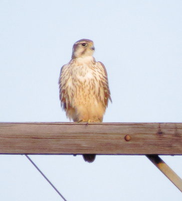 Prairie Falcon