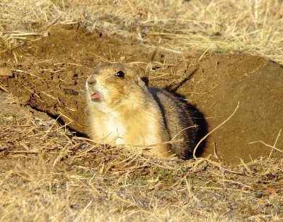 Black-Tailed Prairie Dog
