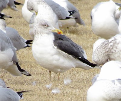 Lesser Black-Backed Gull