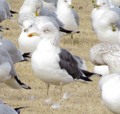 Lesser Black-Backed Gull