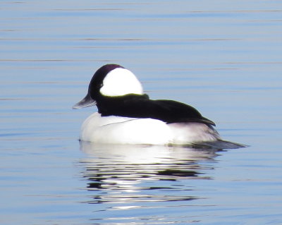 Bufflehead