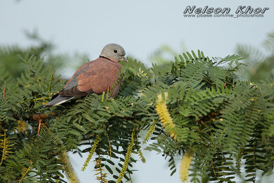 Red Turtle Dove