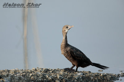 Indian Cormorant