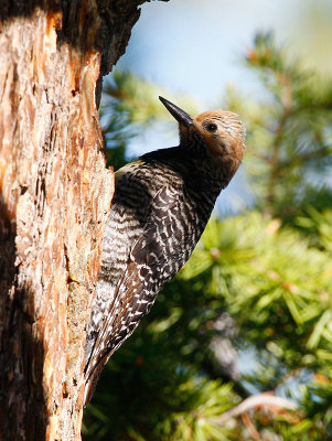 Williamson's Sapsucker (Sphyrapicus thyroideus)