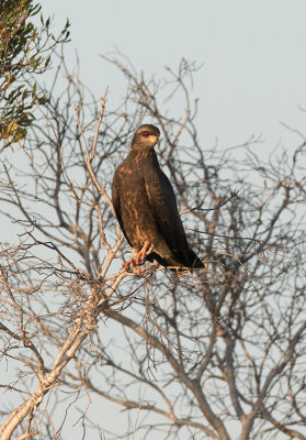 Snail Kite (Rostrhamus sociabilis)