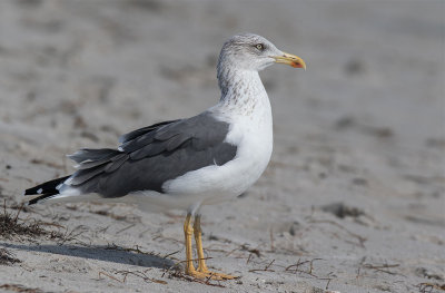 Lesser Black-backed Gull (Larus fuscus)