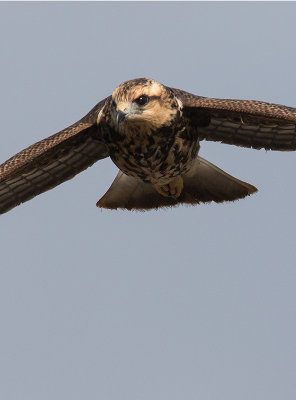 Snail Kite (Rostrhamus sociabilis)	