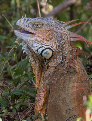 Green Iguana (Iguana iguana)