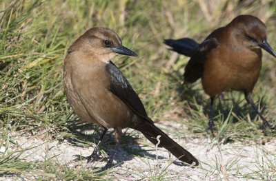 Boat-tailed Grackle (Quiscalus major)