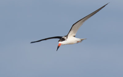 Black Skimmer (Rynchops niger)