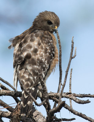 Red-shouldered Hawk (Buteo lineatus)