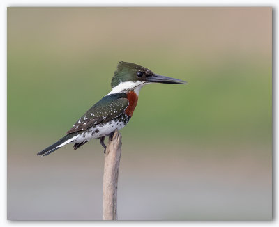 Green Kingfisher/Martin Pêcheur vert