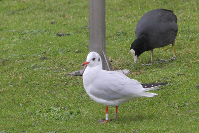 Black-headed Gull W[EPS0]