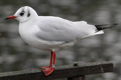 Kokmeeuw