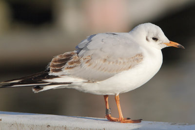 Black-headed Gull M[3732750] Arnhem