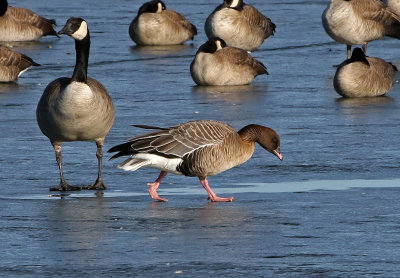 Pink-footed Goose 2019-01-06