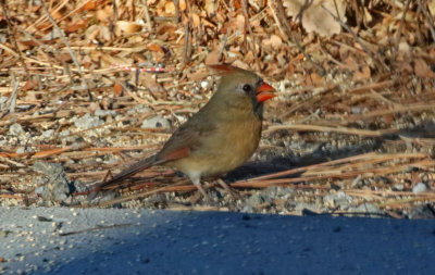 Northern Cardinal 2019-01-13