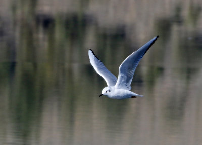 Bonaparte's Gull 2018-10-16