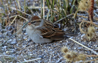 Chipping Sparrow 2018-10-16