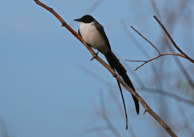 Fork-tailed Flycatcher 2018-10-21