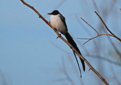 Fork-tailed Flycatcher 2018-10-21