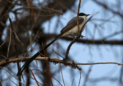 Fork-tailed Flycatcher 2018-10-21