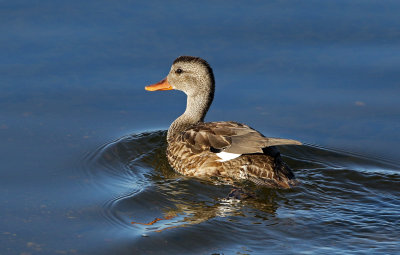 Gadwall 2018-10-16