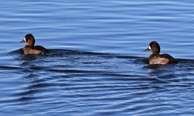 Lesser Scaup 2018-10-16