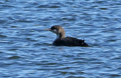 Pacific Loon 2018-10-15
