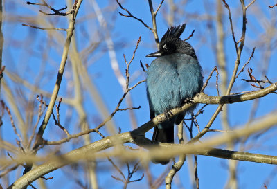 Steller's Jay 2018-10-16
