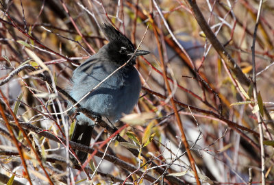 Steller's Jay 2018-10-16
