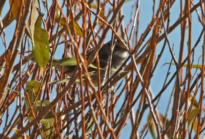 White-throated Sparrow 2018-10-16