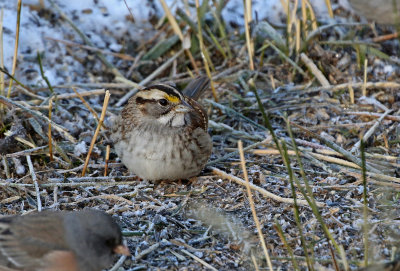 White-throated Sparrow 2018-10-16