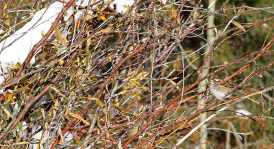 White-throated Sparrow 2018-10-16