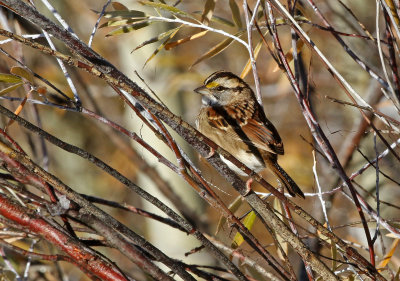 White-throated Sparrow 2018-10-16