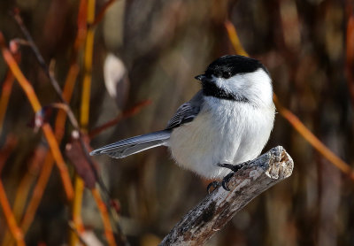 Black-capped Chickadee 2018-11-14