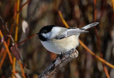 Black-capped Chickadee 2018-11-14