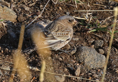 Brown-capped Rosy-Finch 2018-11-05