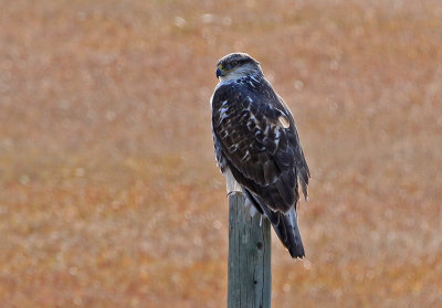 Ferruginous Hawk 2018-11-25