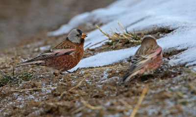 Gray-crowned Rosy-Finch 2018-11-06