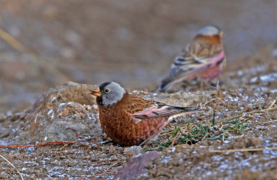 Gray-crowned Rosy-Finch 2018-11-06
