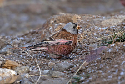 Gray-crowned Rosy-Finch 2018-11-06