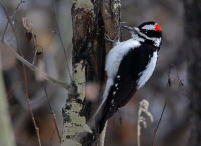 Hairy Woodpecker 2018-11-04