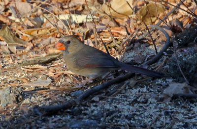 Northern Cardinal 2018-11-20