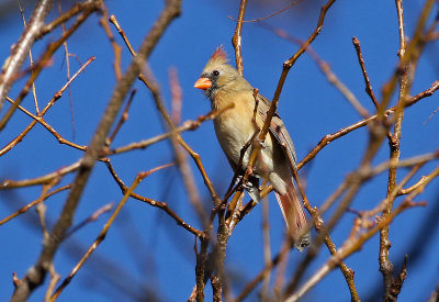 Northern Cardinal 2018-11-20