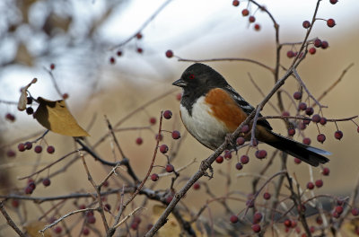 Spotted Towhee 2018-11-27