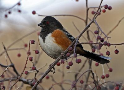 Spotted Towhee 2018-11-27